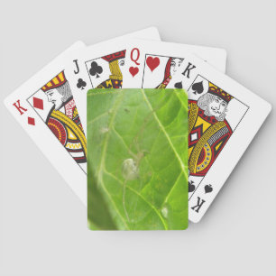 Baralho Cartões De Jogada De Aranha