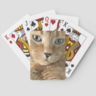 Baralho Cartões de jogo alaranjados do gato malhado