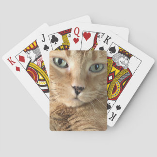 Baralho Cartões de jogo alaranjados do gato malhado