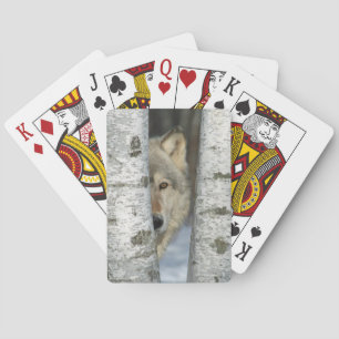 Baralho cartões de jogo com o PIC do lobo cinzento em