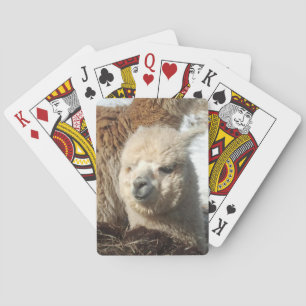Baralho Cartões de jogo da alpaca
