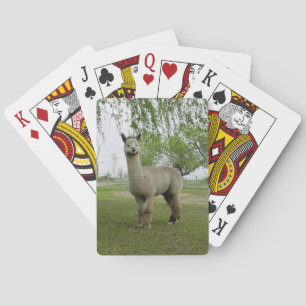 Baralho Cartões de jogo da alpaca
