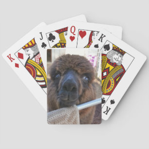 Baralho Cartões de jogo da alpaca