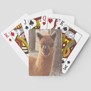 Baralho Cartões de jogo da alpaca