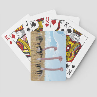 Baralho Cartões de jogo da avestruz