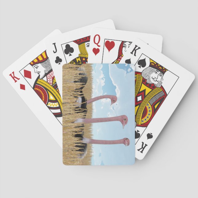 Baralho Cartões de jogo da avestruz (Verso)