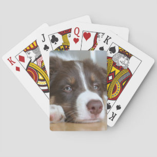 Baralho Cartões de jogo do cão de Brown border collie