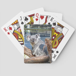 Baralho Cartões de jogo Koala