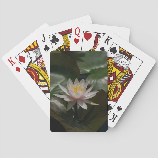 Baralho Cartões de Reprodução de Lotus Waterlily Rosa (Verso)