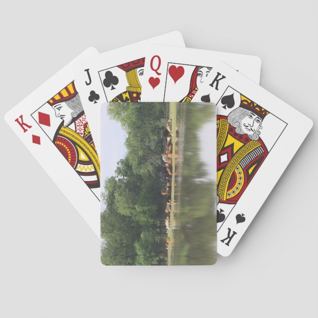 Baralho Cartões de Reprodução de Vaca (Verso)