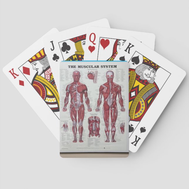 Baralho Cartões musculares (Verso)