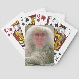 Baralho Casais de Macacos da Neve, Macaco Japonês,