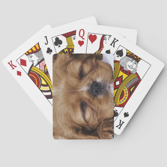 Baralho Cavalier King Charles Spaniel dormindo (Verso)