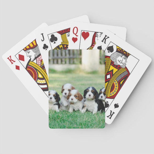 Baralho Cavalier King Charles Spaniel filhotes (Verso)
