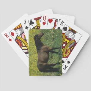 Baralho Cavalo selvagem do mustang que está nas flores