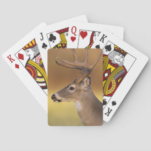 Baralho cervos Branco-atados, virginianus do Odocoileus,