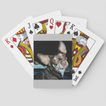 Chihuahua colocando - Apenas não tente pegá-lo