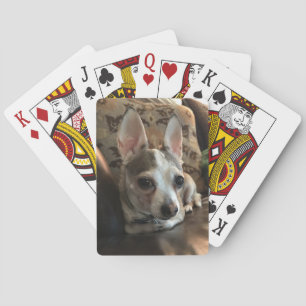 Baralho Chihuahua Dog Jogando Cartões