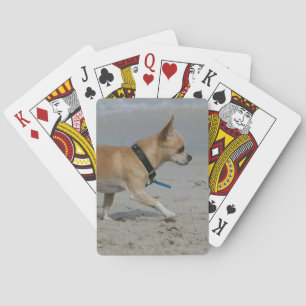 Baralho Chihuahua na praia