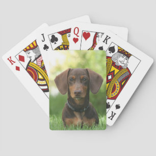 Baralho Chocolate e Tan Dachshund - Doxie Dog