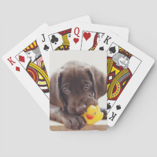 Baralho Chocolate Labrador Com Pato De Brinquedo