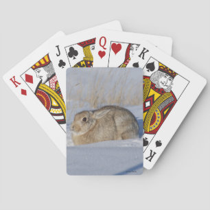 Baralho Coelho Cottontail R5 na Neve