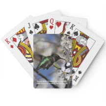 Colibri Throated do rubi fêmea