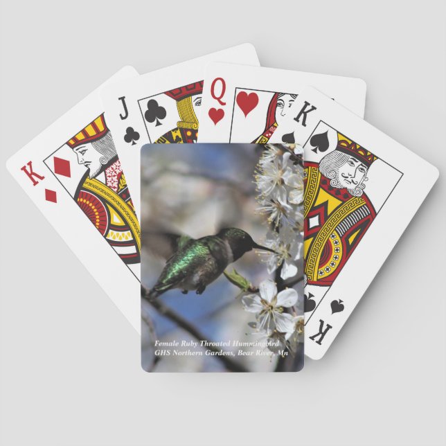 Baralho Colibri Throated do rubi fêmea (Verso)