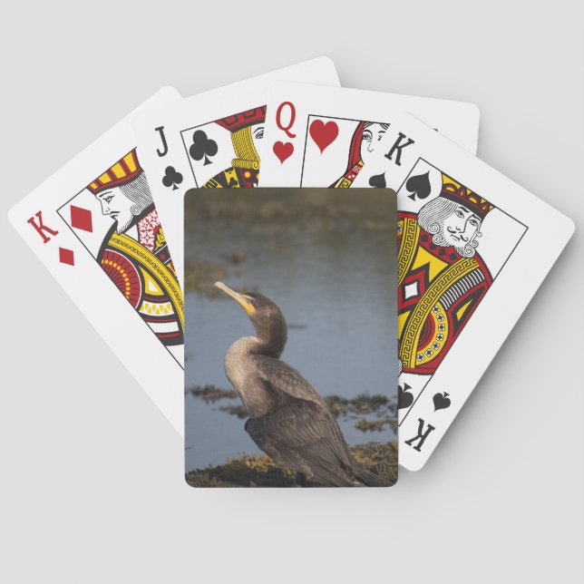 Baralho Cormorão de peito duplo (Verso)
