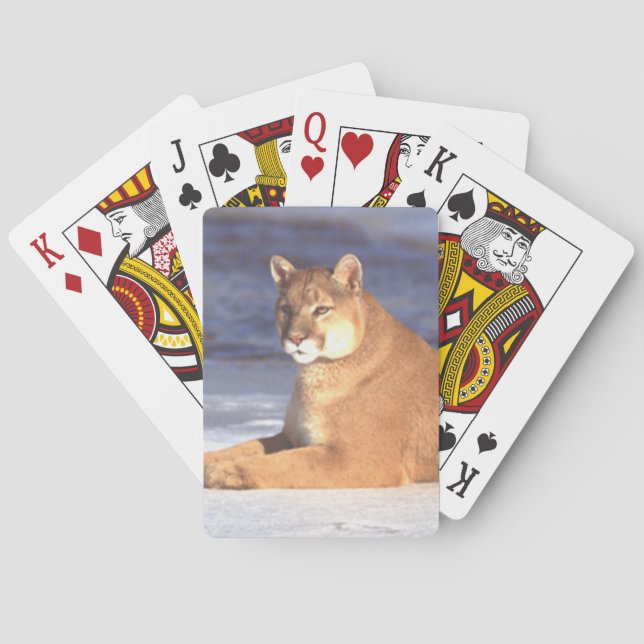 Baralho Cougar Resting (Verso)