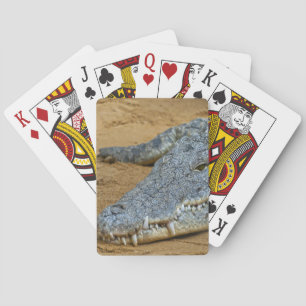 Baralho Crocodilo
