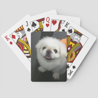 Baralho Cute shih tzu olhando para a câmera