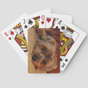 Baralho Cute Yorkshire terrier dog Yorkie Puppy