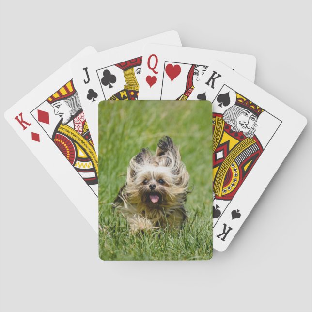 Baralho Cute Yorkshire Terrier Running Through Grass (Verso)