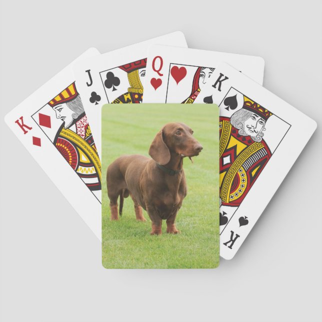 Baralho Dachshund (Verso)