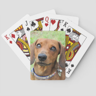 Baralho Dachshund
