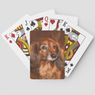 Baralho Dachshund de cabelos compridos