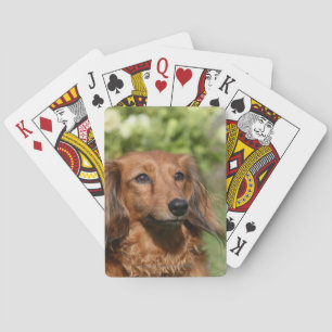 Baralho Dachshund, Miniatura Vermelha de Cabelo Longo