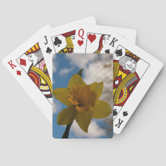 Baralho Daffodil na primavera