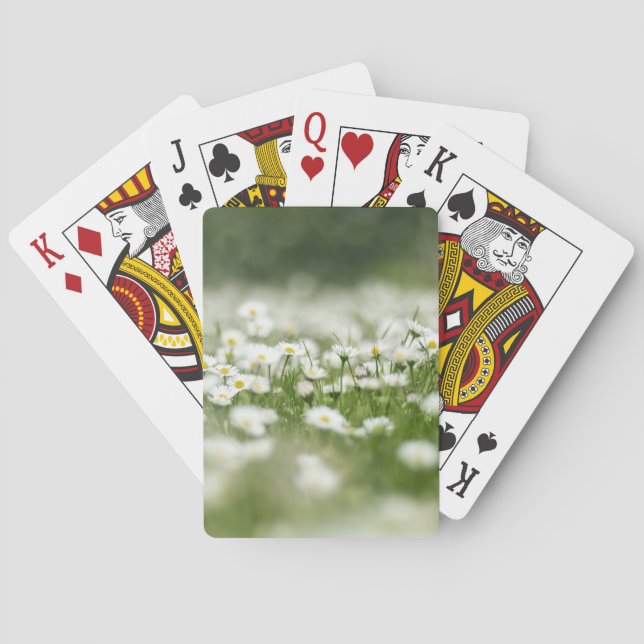 Baralho Daisy Meadow (Verso)