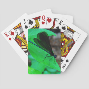 Baralho Damselfly azul em uma folha verde.