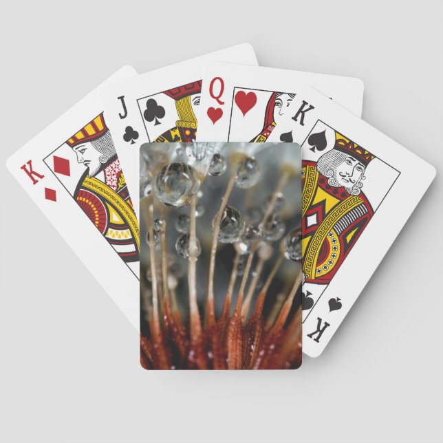 Baralho Dandelion e gotas de água, CA (Verso)