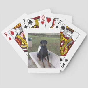 Baralho doberman pincher sentado