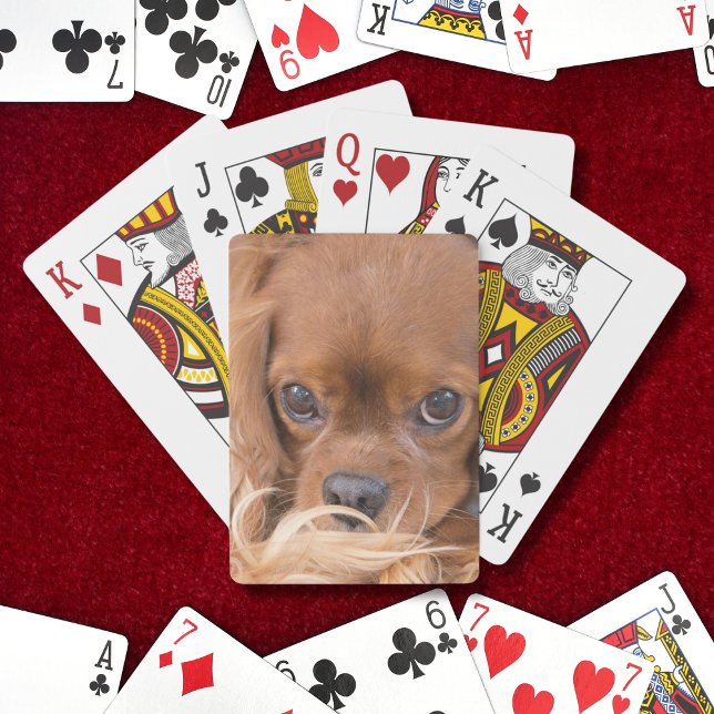 Baralho Doce Ruby Cavalier King Charles Spaniel (Criador carregado)
