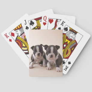 Baralho Dois filhotes de cachorro de Boston Terrier