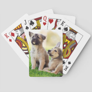 Baralho Dois German shepherd