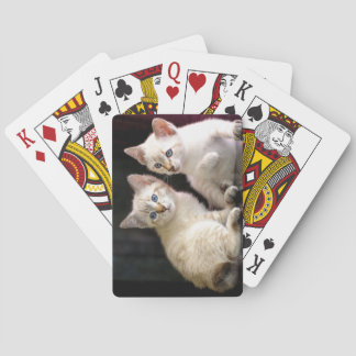 Baralho Dois Mekong Bobtail Tabby Point Kittens