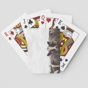 Baralho Efetivos de bovinos e céu coberto 2