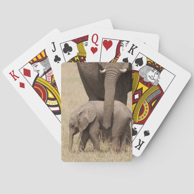 Baralho Elefante Africano Bebê com Mãe (Verso)