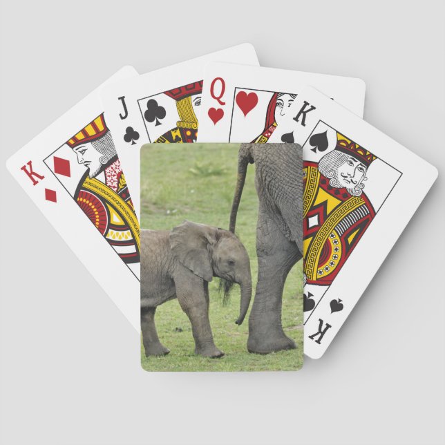 Baralho Elefante africano fêmea com bebê (Verso)